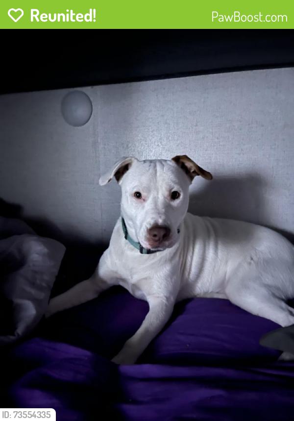 Reunited Male Dog last seen Woodard St, Kenly, NC, USA, Woodard St,  27542