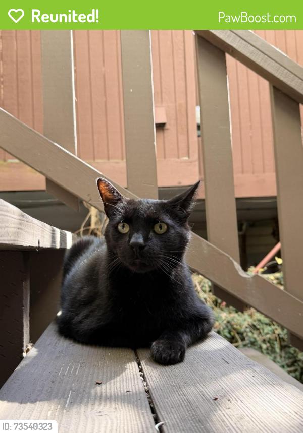 Reunited Female Cat last seen Duboce and Noe st, San Francisco, San Francisco, CA 94114