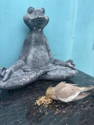 Found/Stray Female Bird last seen Breakers and Terramar, Fort Lauderdale, FL 33304