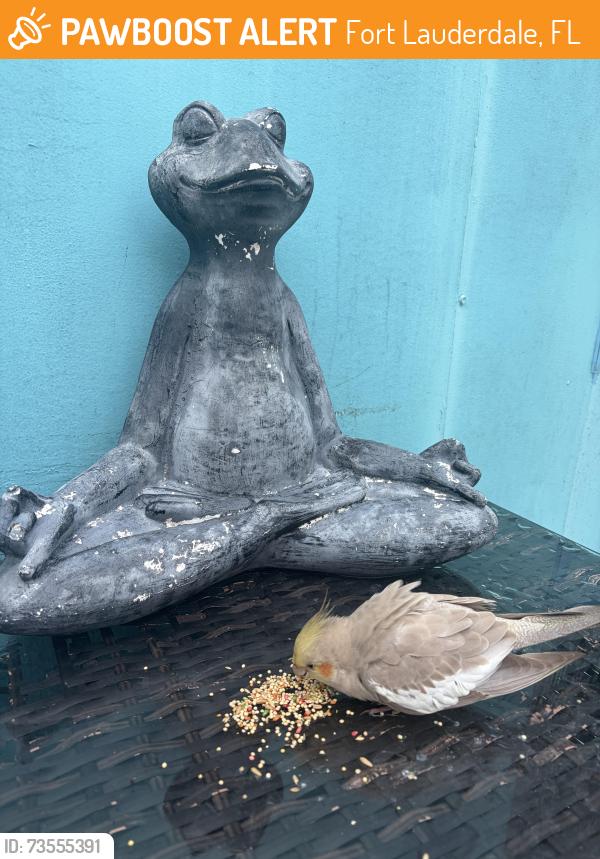 Found/Stray Female Bird last seen Breakers and Terramar, Fort Lauderdale, FL 33304