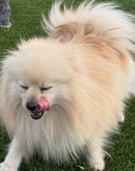 Lost Male Dog last seen Sable blvd-, Aurora, CO 80011