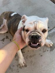 Reunited Female Dog last seen Citroen, Citroen St,  89142