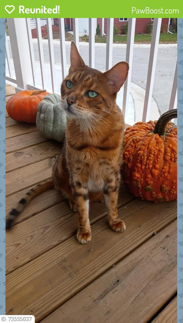 Reunited Male Cat last seen The Lakes modular community, Kimball Township, MI 48074
