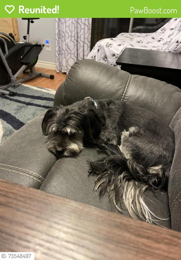 Reunited Male Dog last seen Warm Springs and Boulder Highway, Henderson, NV 89011