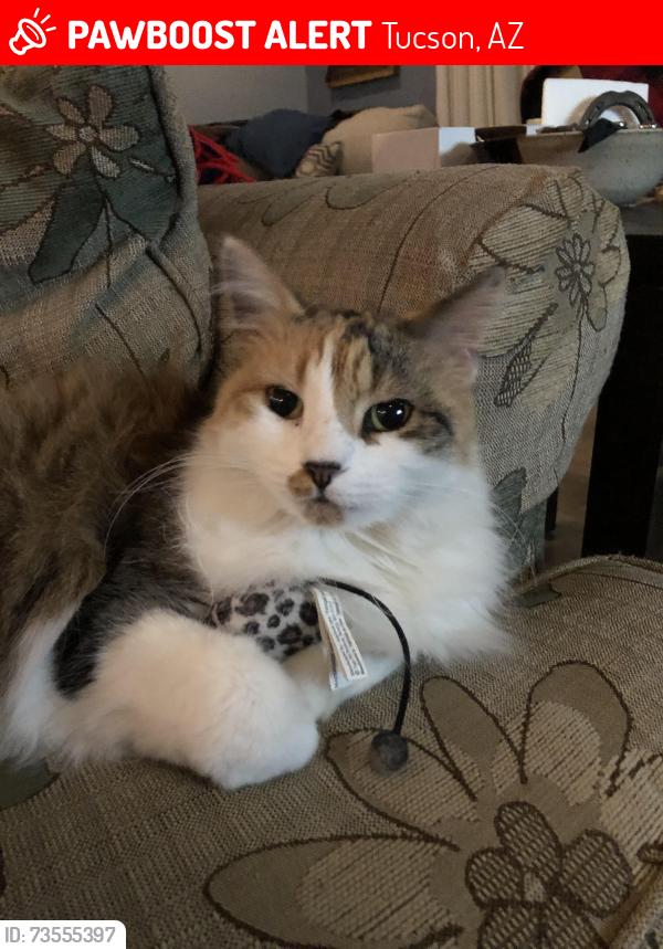 Lost Female Cat last seen Near E 29th street tucson, Tucson, AZ 85710