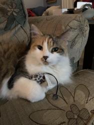 Lost Female Cat last seen Near E 29th street tucson, Tucson, AZ 85710