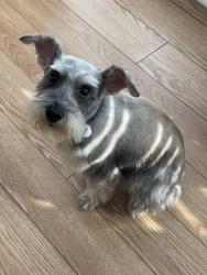 Lost Female Dog last seen Fulshear/Cross creek area, Fulshear, TX 77494