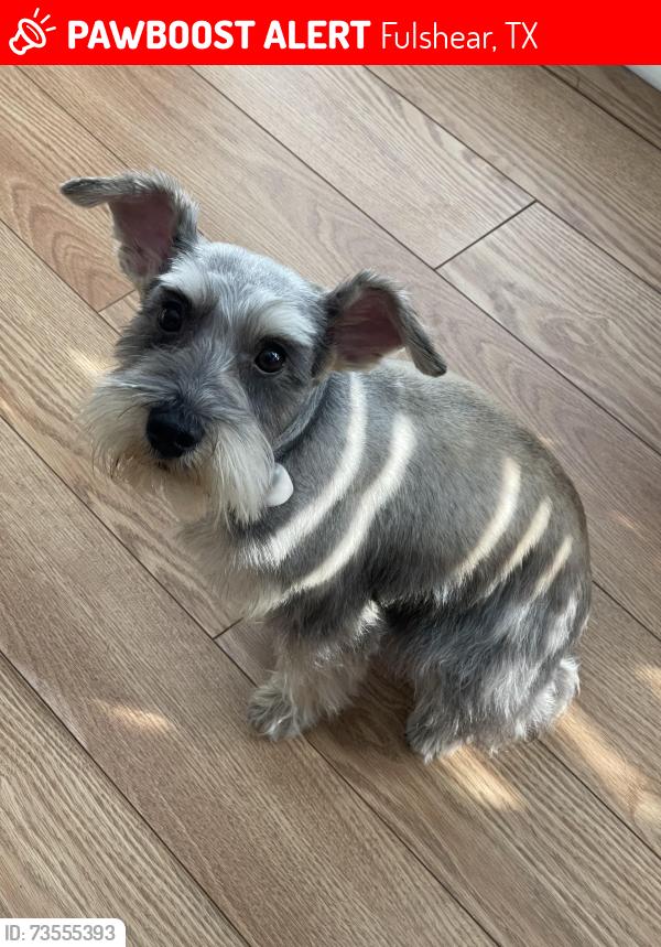 Lost Female Dog last seen Fulshear/Cross creek area, Fulshear, TX 77494