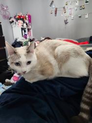 Lost Female Cat last seen Southside Dr and Senter, San Jose, CA 95111