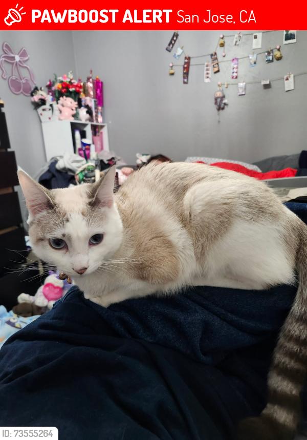 Lost Female Cat last seen Southside Dr and Senter, San Jose, CA 95111