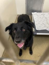 Shelter Stray Male Dog last seen NE Hwy 99 & NE 112th St, VANCOUVER, WA, 98686, 1100 NE 192nd Ave, Vancouver, WA 98684, USA