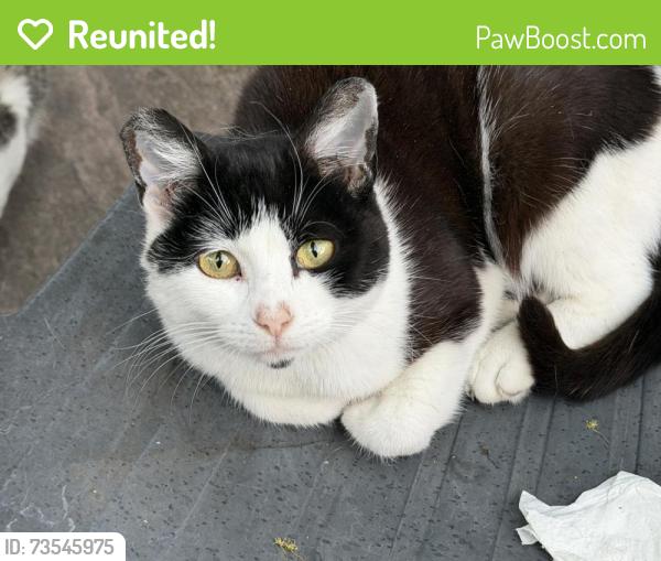 Reunited Female Cat last seen Society street, Normanton, England 