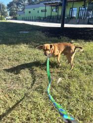 Found/Stray Male Dog last seen Providence Church Rd, Rocky Ford Rd,  30553