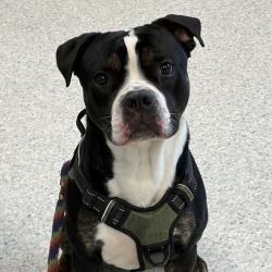 Shelter Stray Male Dog last seen 10th st/ 100th ave/ IA - 281, OELWEIN, IA, 50662, Des Moines, IA 50313
