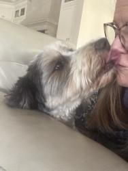 Reunited Male Dog last seen Jordan Road and Donahue, Greer, SC 29651