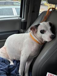 Shelter Stray Female Dog last seen NE 9th/NE Schuyler, PORTLAND, OR, 97212, 1700 W Historic Columbia River Hwy, Troutdale, OR 97060, USA