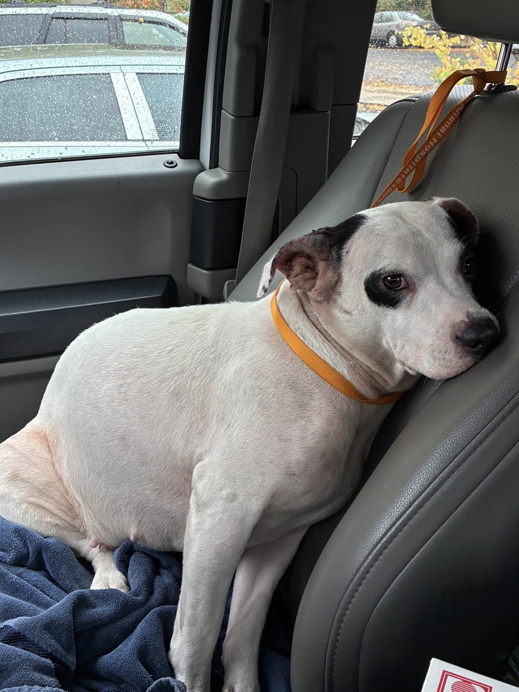 Shelter Stray Female Dog last seen NE 9th/NE Schuyler, PORTLAND, OR, 97212, 1700 W Historic Columbia River Hwy, Troutdale, OR 97060, USA