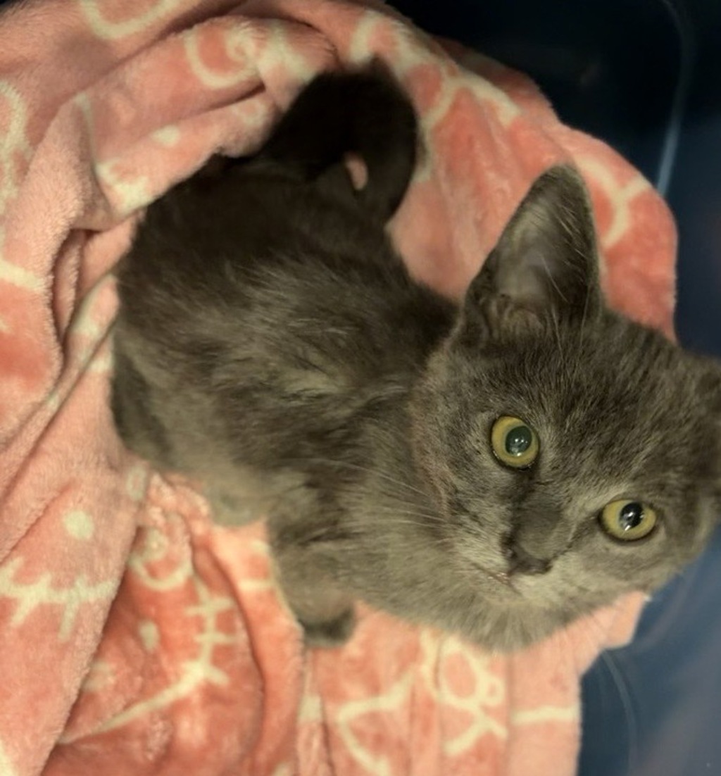 Shelter Stray Female Cat last seen Via Lomita, Escondido, CA, 92027, Escondido, CA 92027, USA