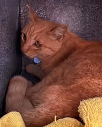 Shelter Stray Female Cat last seen Near David Street, San Diego, CA, 92111, 5500 Gaines St, San Diego, CA 92110, USA