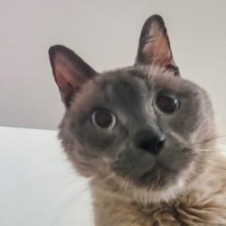 Shelter Stray Male Cat last seen Near E Madison Avenue, El Cajon, CA, 92021, El Cajon, CA 92020, USA