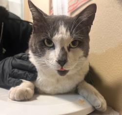 Shelter Stray Male Cat last seen Near Camino Corto, Vista, CA, 92083, Oceanside, CA 92058, USA
