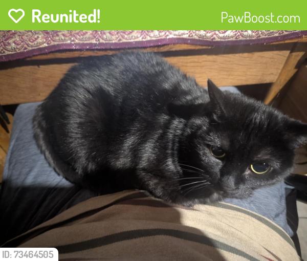 Reunited Female Cat last seen Near Nelwood on Calico Ln, Columbia, MO 65202