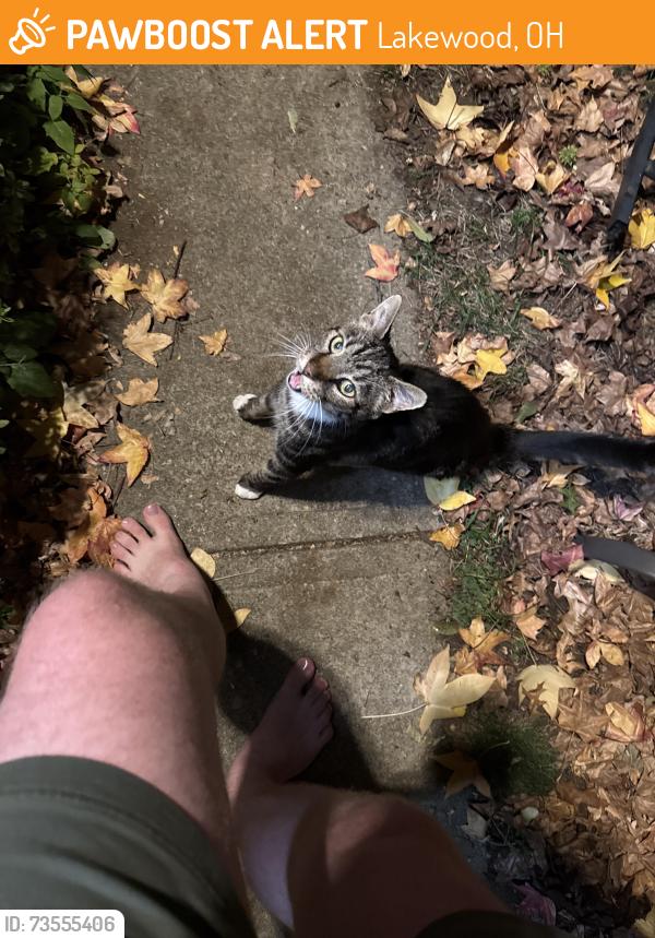 Found/Stray Unknown Cat last seen Mars bar, Lakewood, OH 44107