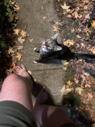 Found/Stray Unknown Cat last seen Mars bar, Lakewood, OH 44107