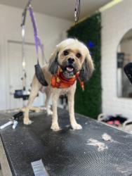 Reunited Female Dog last seen Ann and Camino al Norte, North Las Vegas, NV 89031