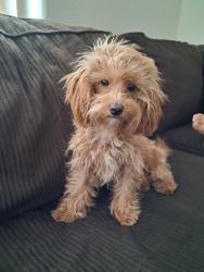 Lost Female Dog last seen Jordan High School, Long Beach, CA 90805