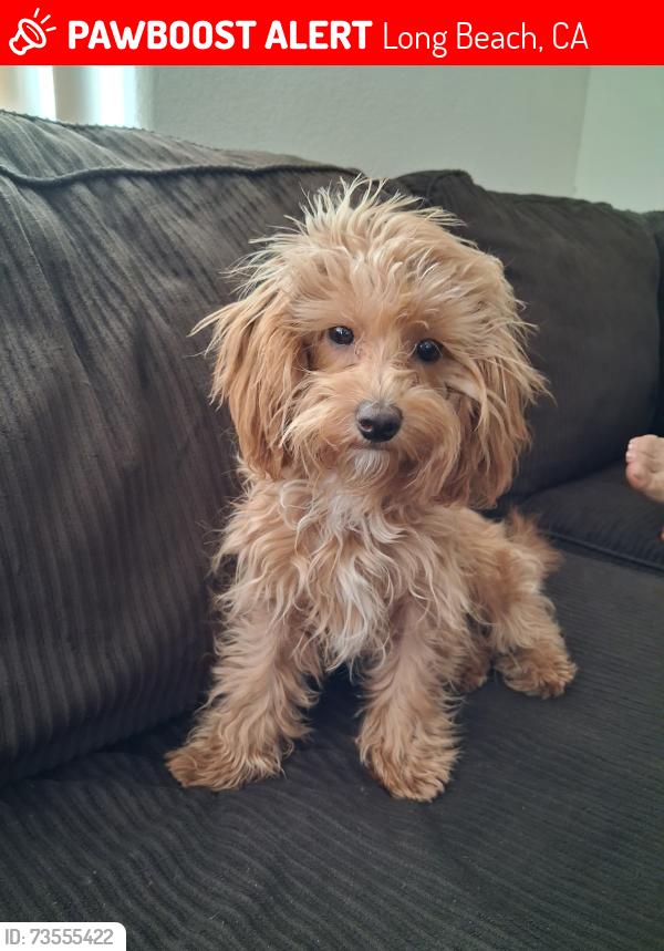 Lost Female Dog last seen Jordan High School, Long Beach, CA 90805