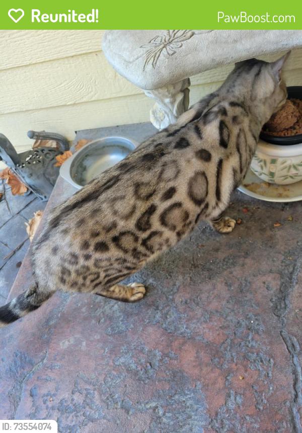 Reunited Male Cat last seen Greenhurst & Midland, Nampa, ID 83686