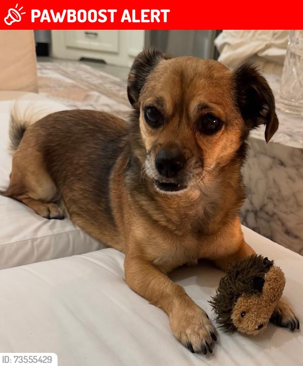 Lost Male Dog last seen Sarandi Grande and Stimson, Hacienda Heights, CA 91745