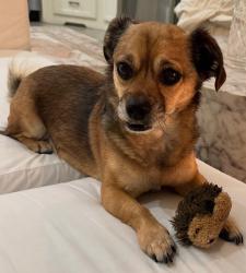 Lost Male Dog last seen Sarandi Grande and Stimson, Hacienda Heights, CA 91745