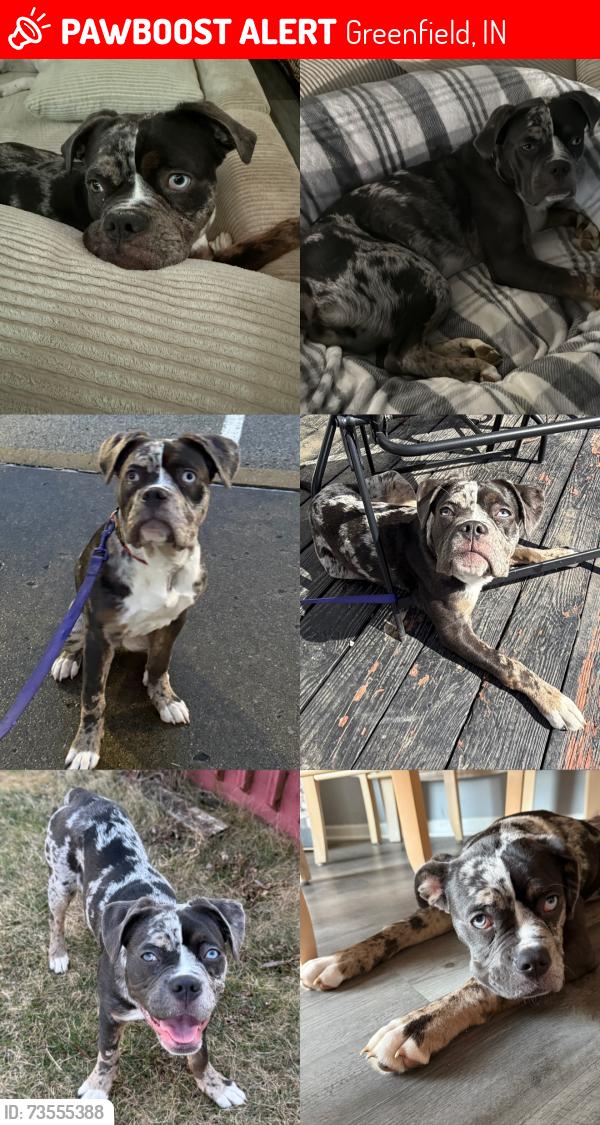 Lost Female Dog last seen Jaycie Phelps dr, Greenfield, IN 46140