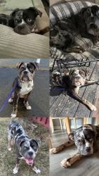 Lost Female Dog last seen Jaycie Phelps dr, Greenfield, IN 46140