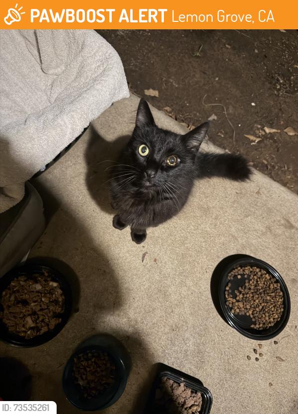 Found/Stray Unknown Cat last seen Washinton & Cinderella, Lemon Grove, CA 91945