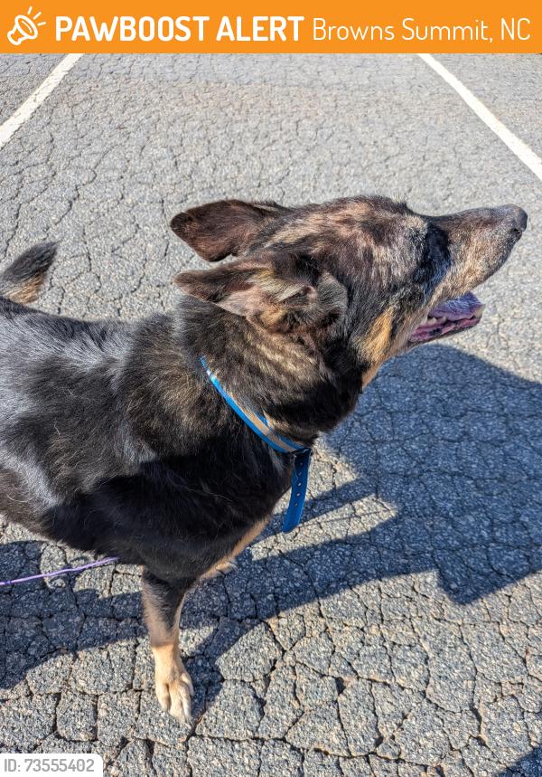 Found/Stray Female Dog last seen Bryan Prk 6105 Townsend Rd. Browns Summit, Browns Summit, NC 27214