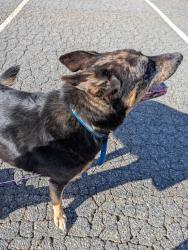 Found/Stray Female Dog last seen Bryan Prk 6105 Townsend Rd. Browns Summit, Browns Summit, NC 27214