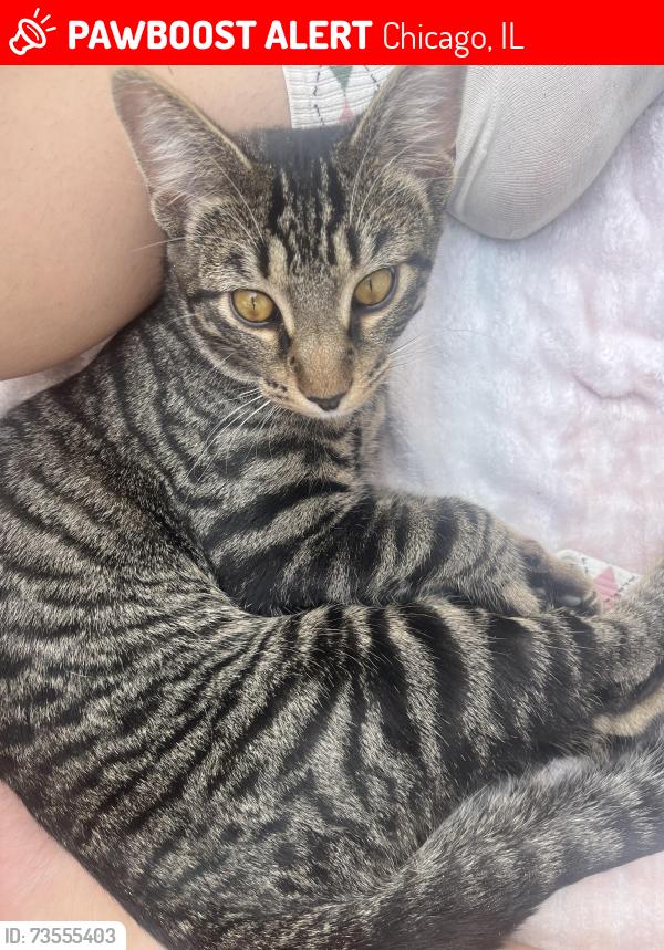 Lost Male Cat last seen last seen by rainey park near stevenson school, Chicago, IL 60652