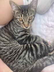 Lost Male Cat last seen last seen by rainey park near stevenson school, Chicago, IL 60652
