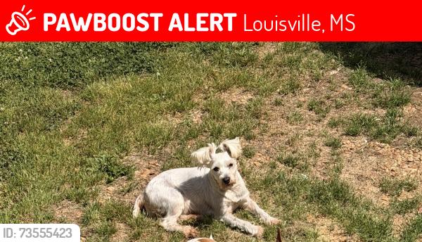 Lost Female Dog last seen Bateman Rd Nanih Waiya, MS, Louisville, MS 39339