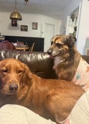 Lost Male Dog last seen Near Wilshire Lane, Raeford, NC, USA, Raeford, NC 28376