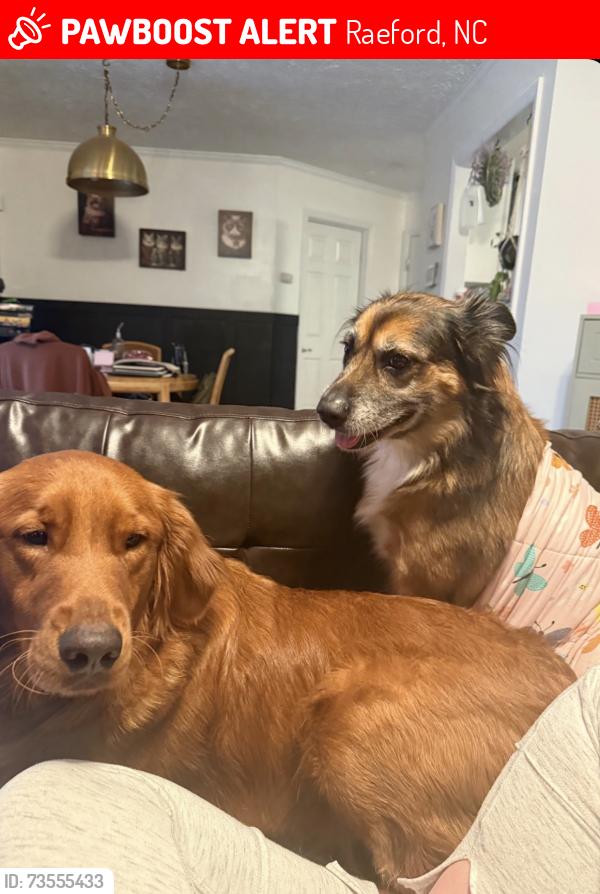 Lost Male Dog last seen Near Wilshire Lane, Raeford, NC, USA, Raeford, NC 28376