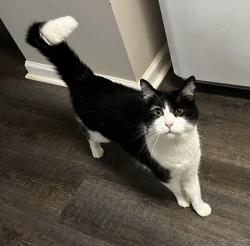 Lost Male Cat last seen Leafview Drive Gillsville Georgia, Turning Leaf Dr,  30575