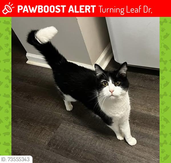 Lost Male Cat last seen Leafview Drive Gillsville Georgia, Turning Leaf Dr,  30575