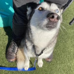 Shelter Stray Female Dog last seen , Animal Care & Control Team of Philly, 111 W Hunting Park Ave, Philadelphia, PA 19140, USA