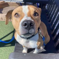 Shelter Stray Female Dog last seen , Animal Care & Control Team of Philly, 111 W Hunting Park Ave, Philadelphia, PA 19140, USA