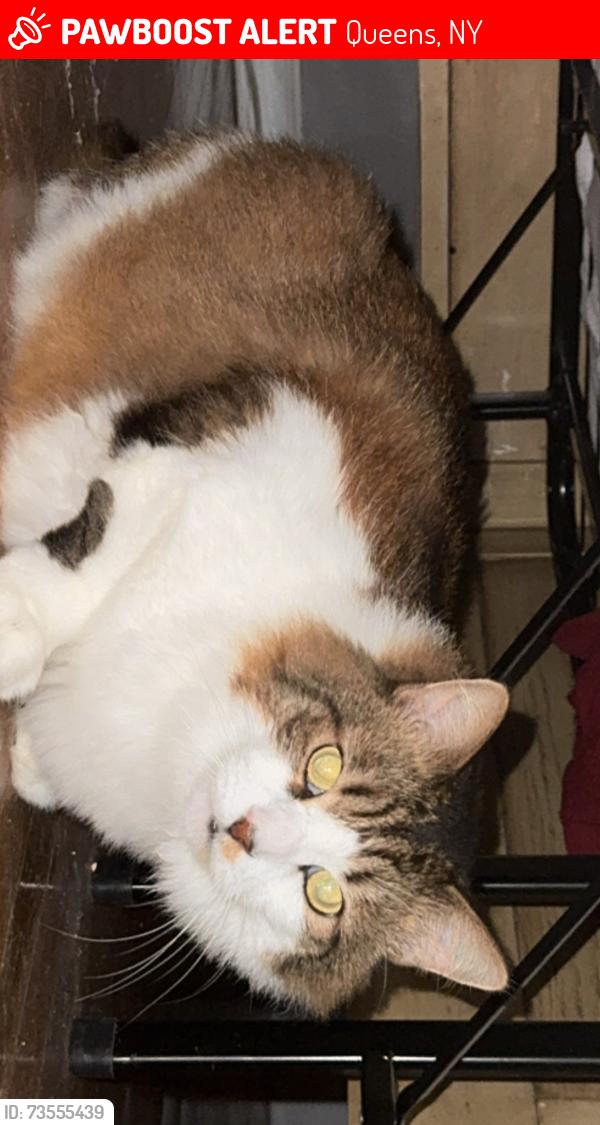 Lost Male Cat last seen 213th street, Queens, NY 11361