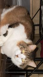 Lost Male Cat last seen 213th street, Queens, NY 11361